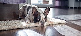 Can FHA laws protect New Yorkers from pet restrictions?