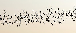 A flock of birds migrating for the season