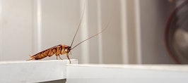 A cockroach on a white kitchen cabinet