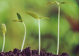 A row of seeds growing