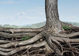 Two trees with intertwining roots