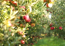 An apple orchard