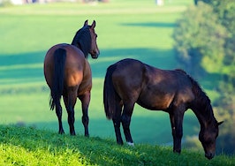 equestrian property