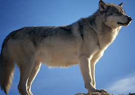 Lone Wolf launches transaction management platform