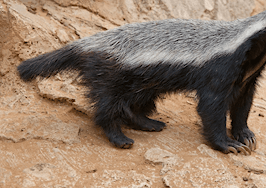 Why 'honey badger don’t care' is the best advice I’ve ever received