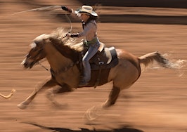 rodeo cowboy lasso horse bull