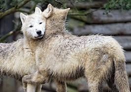 Two young arctic wolves looking like they are hugging.